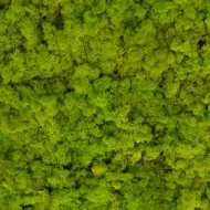 MOUSSE D'ISLANDE VERT CLAIR 5KG