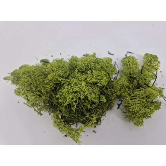 ICELANDIC MOSS PRESERVED APPLE GREEN +/-10KG