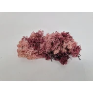 ICELANDIC MOSS POWDER PINK +/-50GR