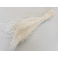 AGROSTIS NEBULOSA CLOUD GRASS BLEACHED +/-50GR BOPP/kraft Small packaging