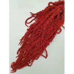 AMARANTHUS CAUDATUS STABILISE ROUGE BOPP/kraft emballage hobby