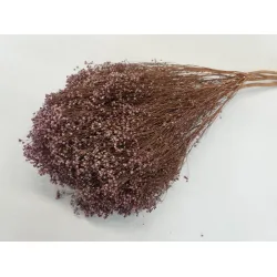 BROOM BLOOM LILAC +/-100GR BOPP/kraft Small packaging