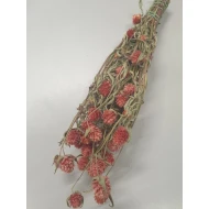 GOMPHRENA CORAL NATURAL +/-90GR BOPP/kraft Small packaging