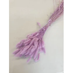 LAGURUS OVATUS LILAC +/-100GR BOPP/kraft Small packaging