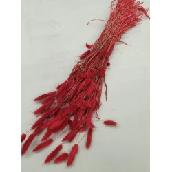 LAGURUS OVATUS RED +/-50GR BOPP/kraft Small packaging