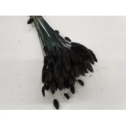 LAGURUS OVATUS BLACK +/-50GR BOPP/kraft Small packaging