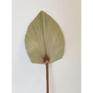 PALM KING SPEAR +/-100CM NATURAL BOPP/kraft Small packaging