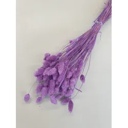 PHALARIS LILA +/-100GR BOPP/kraft hobbyverpakking