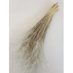 STYPHA PENATA LARGE NATURAL +/-50GR BOPP/kraft Small packaging