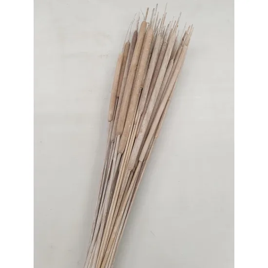 TYPHA LARGE WHITE WASH +/- 50PCS BOPP/kraft