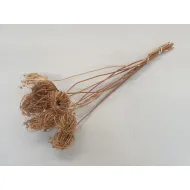 AMMI MAJUS NATUREL BOPP/kraft hobbyverpakking