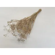 CARUM CARVI GOUD BOPP/kraft hobbyverpakking