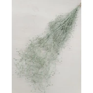 GYPSOPHILA WILD LIGHT GREEN BOPP/kraft Small packaging