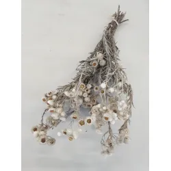 EVERLASTING NATURAL WHITE +/-30CM BOPP/kraft Small packaging