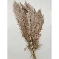 PAMPAS NAL NATUREL 40-65CM 10PCS BOPP/kraft hobbyverpakking
