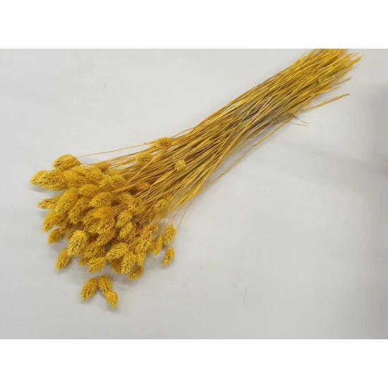 PHALARIS YELLOW BOPP/kraft