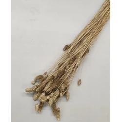 PHALARIS GOUD +/-100GR BOPP/kraft hobbyverpakking