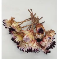 PROTEA NERIFOLIA NATUREL 15PCS BOPP/kraft emballage hobby