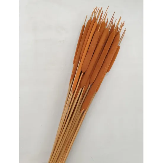 TYPHA LARGE ORANGE +/- 50PCS BOPP/kraft