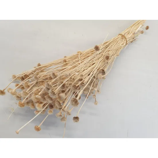 WILD DAISY GEBLEEKT +/-100GR BOPP/kraft