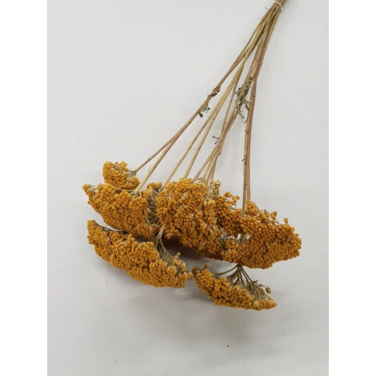 ACHILLEA PARKER NATURAL (10PCS) BOPP/kraft ACHILLEA PARKER NATURAL (10PCS) BOPP/kraft