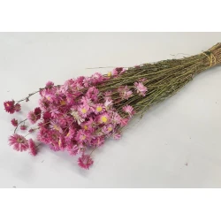 ACROCLINEUM ROSE NATUREL BOPP/kraft emballage hobby