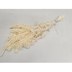 AMARANTHUS CAUDATUS STABILISE BLANCHI BOPP/kraft emballage hobby