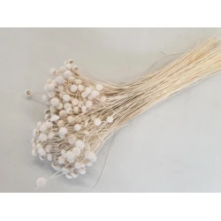 BOTAO BRANCO BLEACHED +/-100GR BOPP/kraft Small packaging