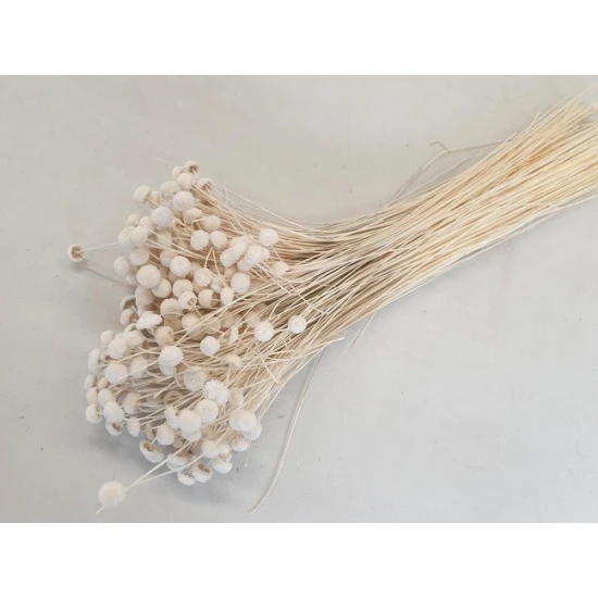 BOTAO BRANCO BLANCHI +/-100GR BOPP/kraft