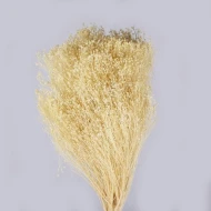 BROOM BLOOM GEBLEEKT +/-100GR BOPP/kraft hobbyverpakking