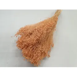 BROOM BLOOM MELON +/-100GR BOPP/kraft Small packaging