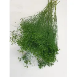 BROOM BLOOM MOSS GREEN +/-100GR BOPP/kraft Small packaging