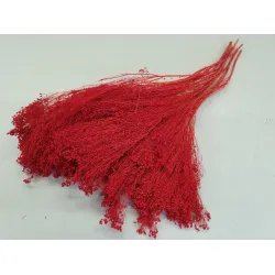 BROOM BLOOM RED +/-100GR BOPP/kraft Small packaging
