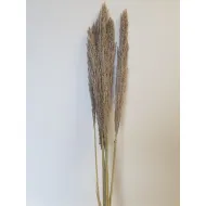 CANE ARUNDO NATUREL +/-110CM 5PCS BOPP/kraft emballage hobby