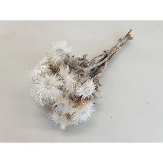 CAPBLUMEN LARGE 30CM NATUREL  +/-50GR BOPP/kraft