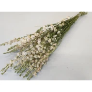 DELPHINIUM WIT NATUREL BOPP/kraft hobbyverpakking