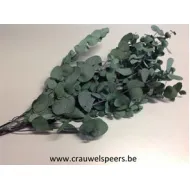 EUCALYPTUS CYNEREAS GECONSERVEERD GROEN +/--150GR BOPP/kraft hobbyverpakking