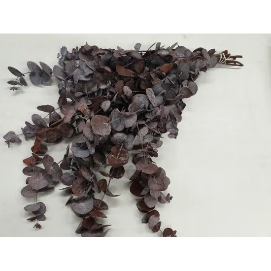 EUCALYPTUS SPIRALUS GECONSERVEERD BORDEAUX +/-250GR BOPP/kraft