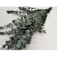 EUCALYPTUS SPIRALUS PRESERVED GREEN 250GR BOPP/kraft Small packaging