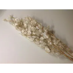 HONESTY PEALED NATURAL +/-40GR BOPP/kraft Small packaging