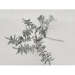 CORAL FERN PRESERVED GREEN 10PCS BOPP/kraft Small packaging