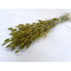 LAGURUS OVATUS APPLE GREEN +/-50GR BOPP/kraft Small packaging