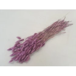 LAGURUS OVATUS RASPBERRY +/-50GR BOPP/kraft Small packaging