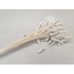 LAGURUS OVATUS BLEACHED +/-50GR BOPP/kraft Small packaging