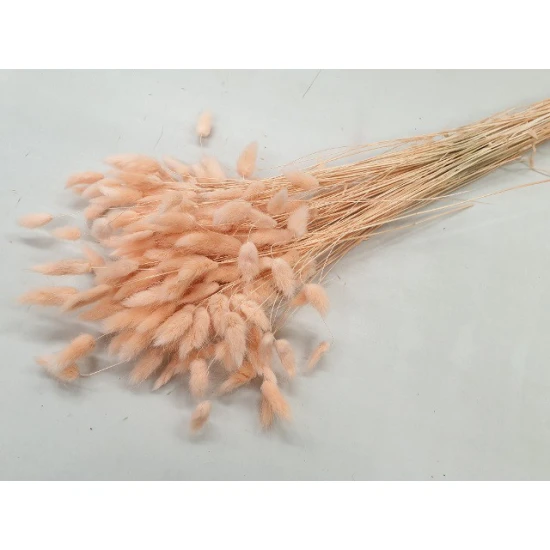 LAGURUS OVATUS MELONE +/-50GR BOPP/kraft