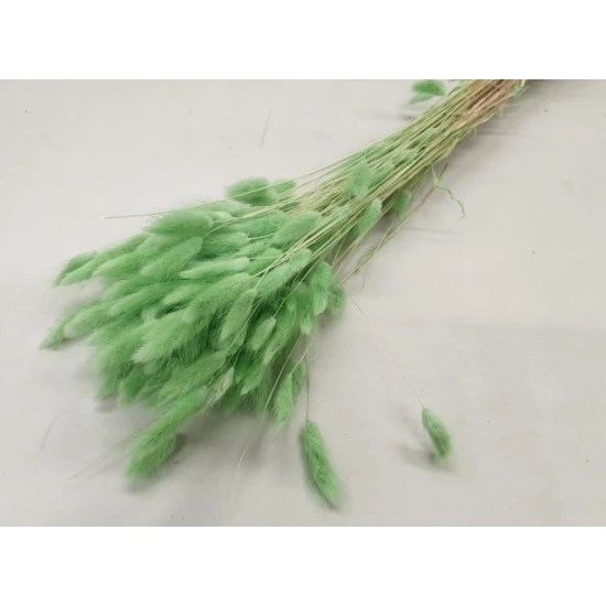 LAGURUS OVATUS PISTACHE VERT +/-100GR BOPP/kraft