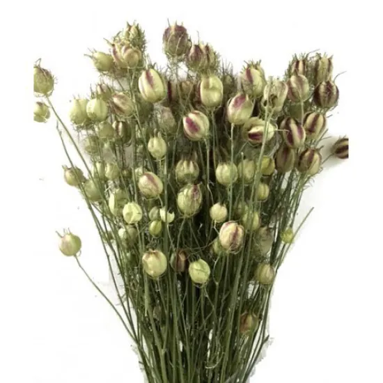NIGELLA NATUREL BOPP/kraft