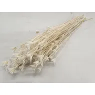 NIGELLA ORIENTALIS GEBLEEKT +/-100GR BOPP/kraft hobbyverpakking