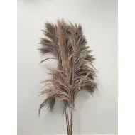 PAMPAS WHITE WASH 150/160CM 5PCS BOPP/kraft Small packaging