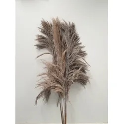 PAMPAS WHITE WASH 150/160CM 5PCS BOPP/kraft Small packaging